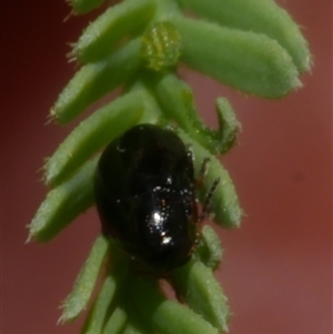 Chrysomelidae sp. (family) at Freshwater Creek, VIC - 1 Jan 2025 by WendyEM