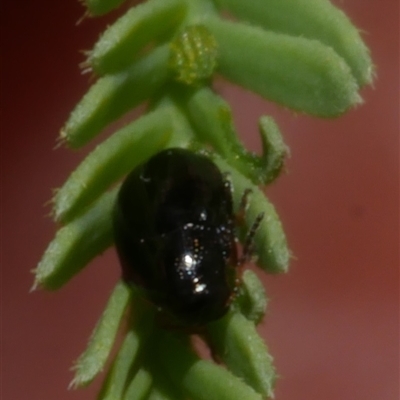 Chrysomelidae sp. (family) at Freshwater Creek, VIC - 1 Jan 2025 by WendyEM