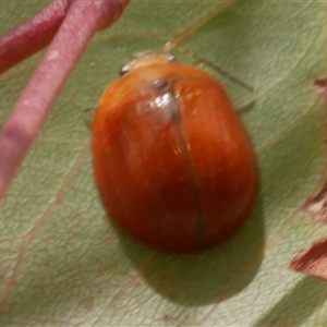 Paropsisterna sp. (genus) (A leaf beetle) at Freshwater Creek, VIC - 1 Jan 2025 by WendyEM