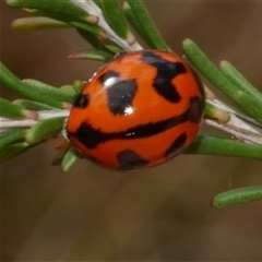 Coccinella transversalis (Transverse Ladybird) at Freshwater Creek, VIC - 1 Jan 2025 by WendyEM