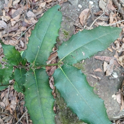 Wilkiea huegeliana (Veiny Wilkiea) at Bangalee, NSW - 1 Feb 2025 by plants