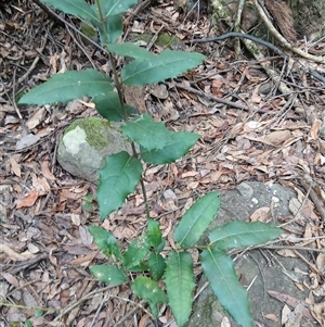 Wilkiea huegeliana at Bangalee, NSW - 2 Feb 2025 10:20 AM