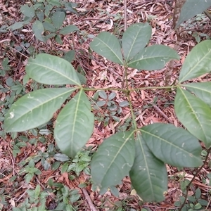 Melicope micrococca at Bangalee, NSW - 2 Feb 2025 10:38 AM