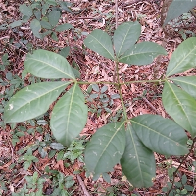 Melicope micrococca (Hairy-leaved Doughwood, White Euodia) at Bangalee, NSW - 1 Feb 2025 by plants