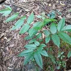 Toona ciliata (Red Cedar) at Cambewarra, NSW - 2 Feb 2025 by plants