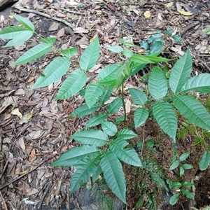 Toona ciliata at Cambewarra, NSW - 2 Feb 2025 11:29 AM