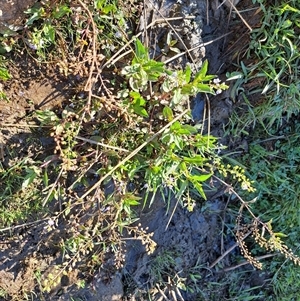 Veronica anagallis-aquatica (Blue Water Speedwell) at Cook, ACT - 4 Feb 2025 by SarahHnatiuk