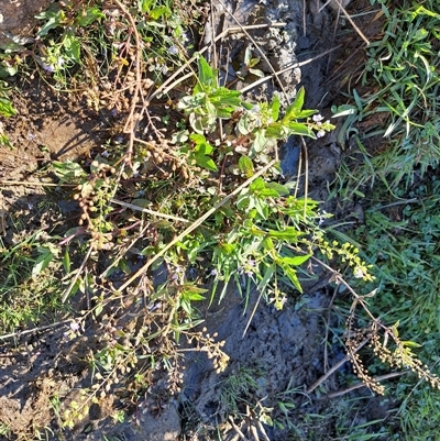 Veronica anagallis-aquatica (Blue Water Speedwell) at Cook, ACT - Yesterday by SarahHnatiuk