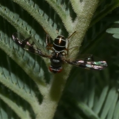 Rivellia sp. (genus) (Signal fly) at Freshwater Creek, VIC - 1 Jan 2025 by WendyEM