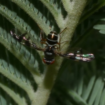 Rivellia sp. (genus) (Signal fly) at Freshwater Creek, VIC - 1 Jan 2025 by WendyEM