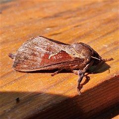 Elhamma australasiae (A Swift or Ghost moth (Hepialidae)) at Braidwood, NSW - 4 Feb 2025 by MatthewFrawley