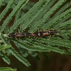 Unidentified Stiletto fly (Therevidae) at Freshwater Creek, VIC - 1 Jan 2025 by WendyEM