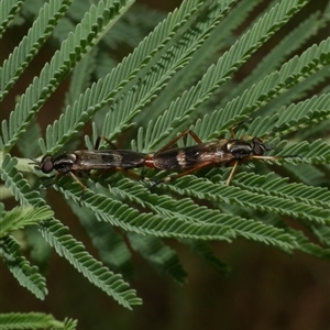 Evansomyia phyciformis at Freshwater Creek, VIC - 1 Jan 2025 02:42 PM