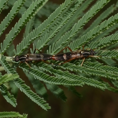 Evansomyia phyciformis (A stiletto fly) at Freshwater Creek, VIC - 1 Jan 2025 by WendyEM