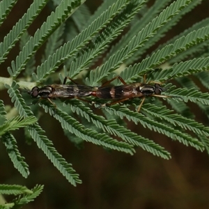 Evansomyia phyciformis at Freshwater Creek, VIC - 1 Jan 2025 02:42 PM