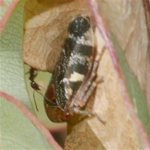 Eurymeloides marmorata at Freshwater Creek, VIC - 1 Jan 2025 02:14 PM