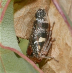 Eurymeloides marmorata at Freshwater Creek, VIC - 1 Jan 2025 02:14 PM
