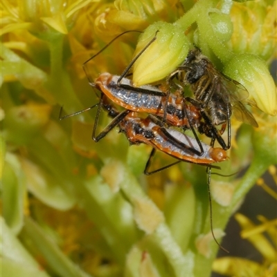 Gminatus australis (Orange assassin bug) at Freshwater Creek, VIC - 1 Jan 2025 by WendyEM