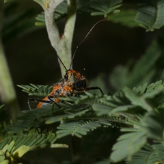 Gminatus australis (Orange assassin bug) at Freshwater Creek, VIC - 1 Jan 2025 by WendyEM