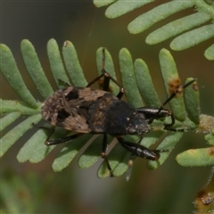 Euander lacertosus (Strawberry bug) at Freshwater Creek, VIC - 1 Jan 2025 by WendyEM