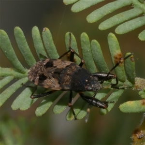 Euander lacertosus at Freshwater Creek, VIC - 1 Jan 2025 02:43 PM