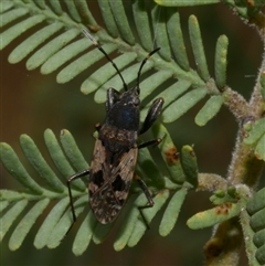 Euander lacertosus at Freshwater Creek, VIC - 1 Jan 2025 02:43 PM