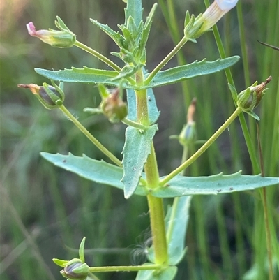 Gratiola pedunculata (Brooklime) at Hackett, ACT - 3 Feb 2025 by JaneR