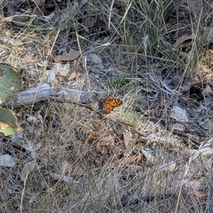 Geitoneura klugii (Marbled Xenica) at Forde, ACT - 2 Feb 2025 by chriselidie