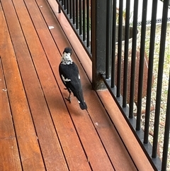 Gymnorhina tibicen (Australian Magpie) at Dunbogan, NSW - 4 Feb 2025 by LPW