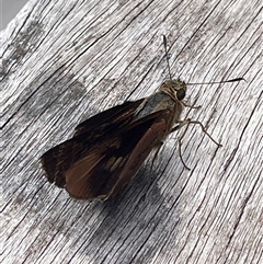 Unidentified Butterfly (Lepidoptera, Rhopalocera) at Dunbogan, NSW - Yesterday by LPW