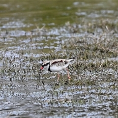 Charadrius melanops at Moss Vale, NSW - 1 Feb 2025 by Freebird