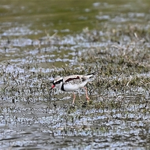 Charadrius melanops at Moss Vale, NSW - 2 Feb 2025 10:35 AM