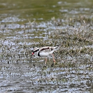 Charadrius melanops at Moss Vale, NSW - 2 Feb 2025 by Freebird