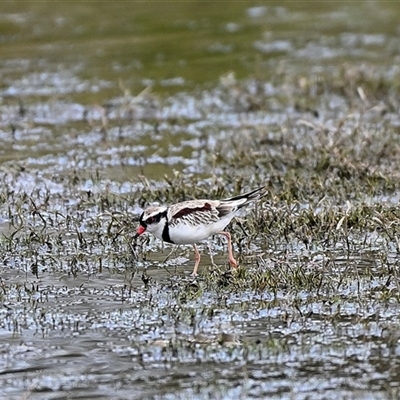 Charadrius melanops (Black-fronted Dotterel) at Moss Vale, NSW - 2 Feb 2025 by Freebird