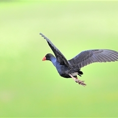 Porphyrio melanotus (Australasian Swamphen) at Moss Vale, NSW - 2 Feb 2025 by Freebird