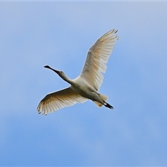 Platalea regia (Royal Spoonbill) at Moss Vale, NSW - 2 Feb 2025 by Freebird