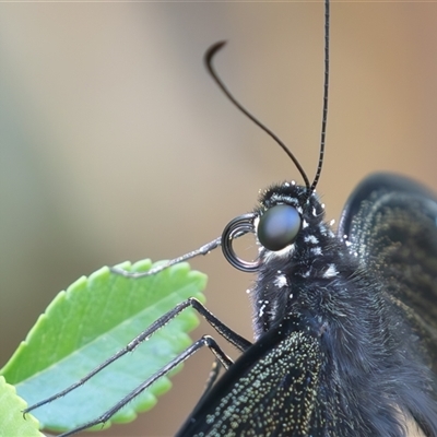 Papilio aegeus (Orchard Swallowtail, Large Citrus Butterfly) at Symonston, ACT - Yesterday by rawshorty