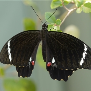 Papilio aegeus at Symonston, ACT - 4 Feb 2025 11:14 AM