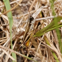 Macrotona sp. (genus) (Macrotona grasshopper) at Freshwater Creek, VIC - 1 Jan 2025 by WendyEM