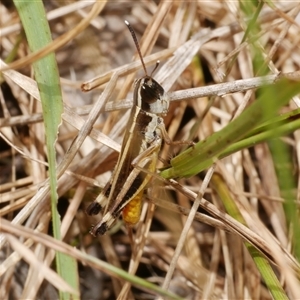 Macrotona australis at Freshwater Creek, VIC - 1 Jan 2025 by WendyEM