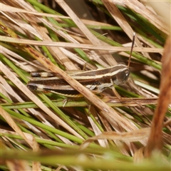 Macrotona sp. (genus) (Macrotona grasshopper) at Freshwater Creek, VIC - 1 Jan 2025 by WendyEM