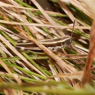 Macrotona sp. (genus) (Macrotona grasshopper) at Freshwater Creek, VIC - 1 Jan 2025 by WendyEM