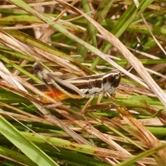 Macrotona australis (Common Macrotona Grasshopper) at Freshwater Creek, VIC - 1 Jan 2025 by WendyEM