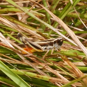 Macrotona australis at Freshwater Creek, VIC - 1 Jan 2025 by WendyEM