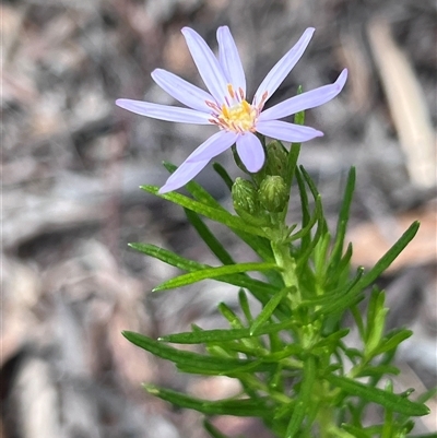 Olearia tenuifolia (Narrow-leaved Daisybush) at Higgins, ACT - 5 Dec 2024 by Untidy