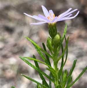 Olearia tenuifolia at Higgins, ACT - 5 Dec 2024 01:28 PM