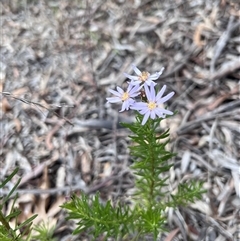 Olearia tenuifolia at Higgins, ACT - 5 Dec 2024 01:28 PM