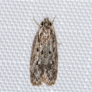 Eulechria suffusa at Melba, ACT - suppressed