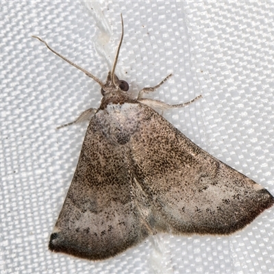 Mataeomera mesotaenia (Large Scale Moth) at Melba, ACT - 2 Feb 2025 by kasiaaus