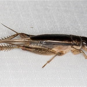 Gryllidae (family) at Melba, ACT - 2 Feb 2025 11:13 PM